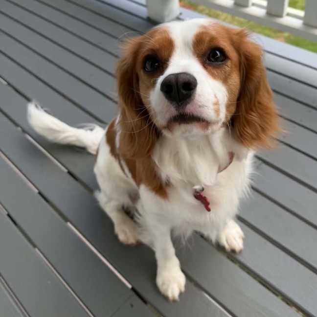 Photo of Bonnie
