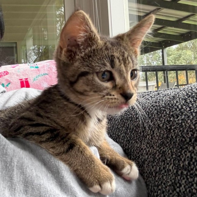 Photo of Zayu **2nd Chance Cat Rescue**