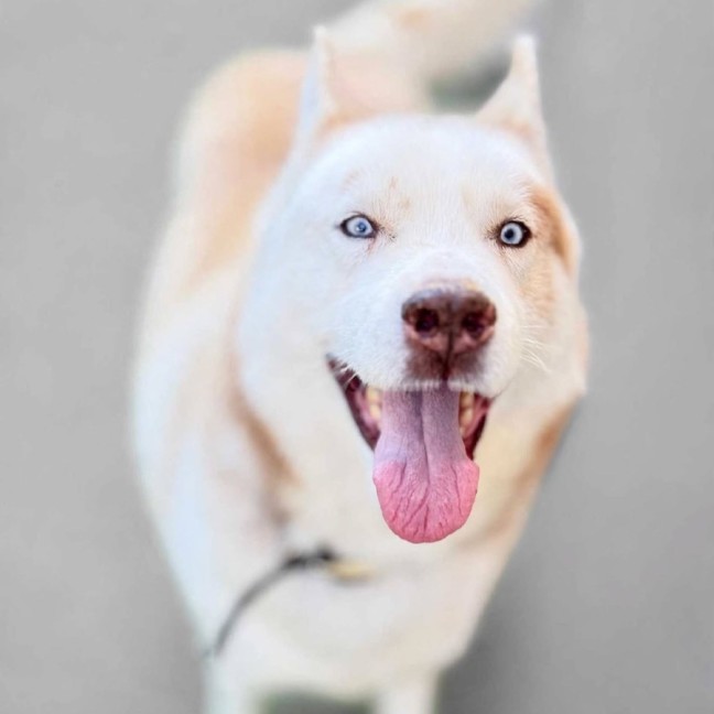 Photo of Skipper