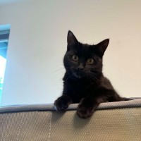 Photo of Stella