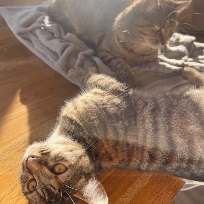 Photo of Juniper And Jinn