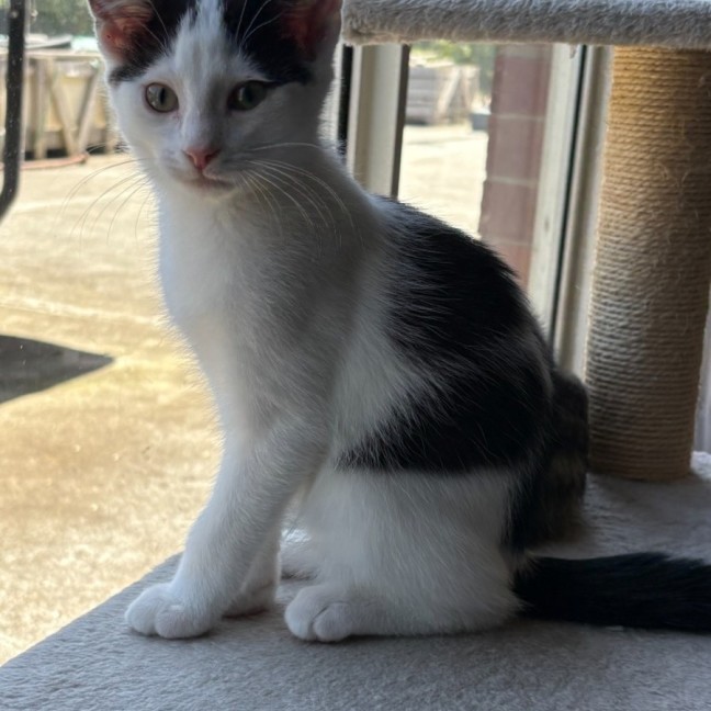 Photo of Leo   Reduced Adoption Fee