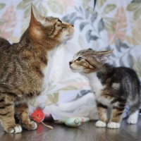 Photo of Daisy & Momo @ Pe Tstock Prahran!