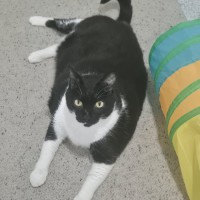 Photo of C1535 Darcy