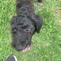 Photo of Snickers