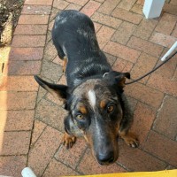 Photo of Muttley