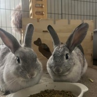 Photo of Jasmine And Josie