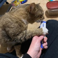 Photo of Bruce ** 2nd Chance Cat Rescue **