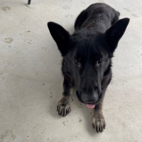 Photo of Sarge