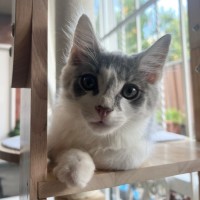 Photo of Chairman Meow