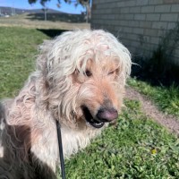 Photo of Teddy