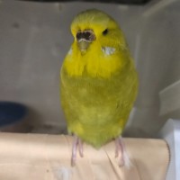 Photo of Smol Tennis Ball