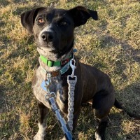 Photo of Clover