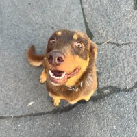 Photo of Boris