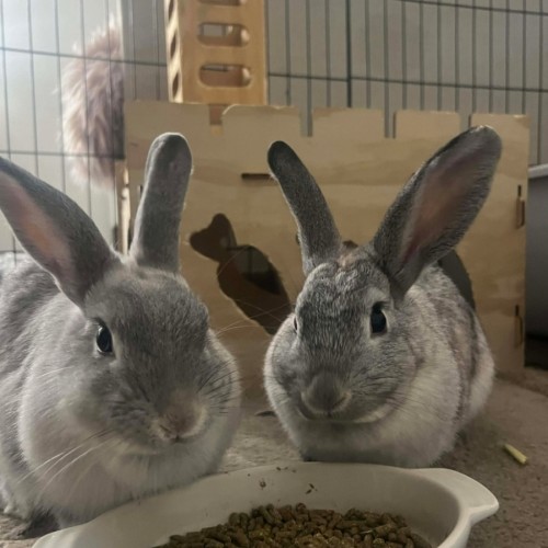 Jasmine and Josie - Mini Rex Rabbit