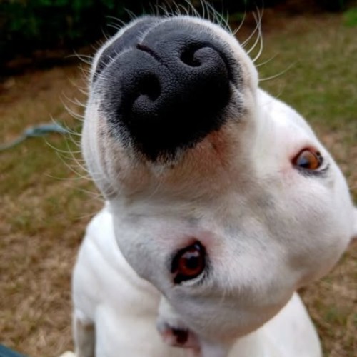 Sebastian ♡ Pet of the Week ♡ - American Staffordshire Terrier Dog