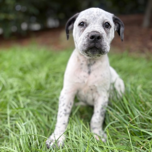 Rumple - American Bulldog