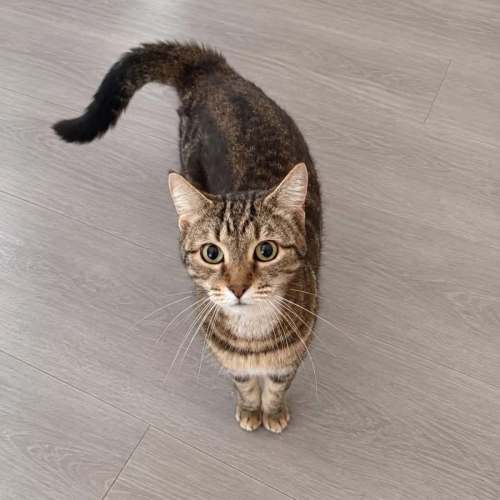 Hailey - Domestic Short Hair (DSH) Cat