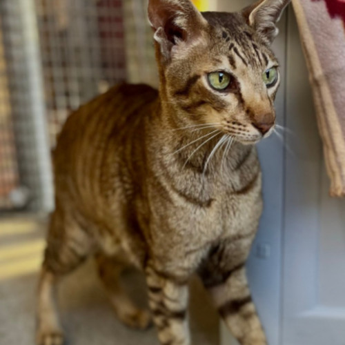 Coop! 🥰 - Oriental Shorthair Cat