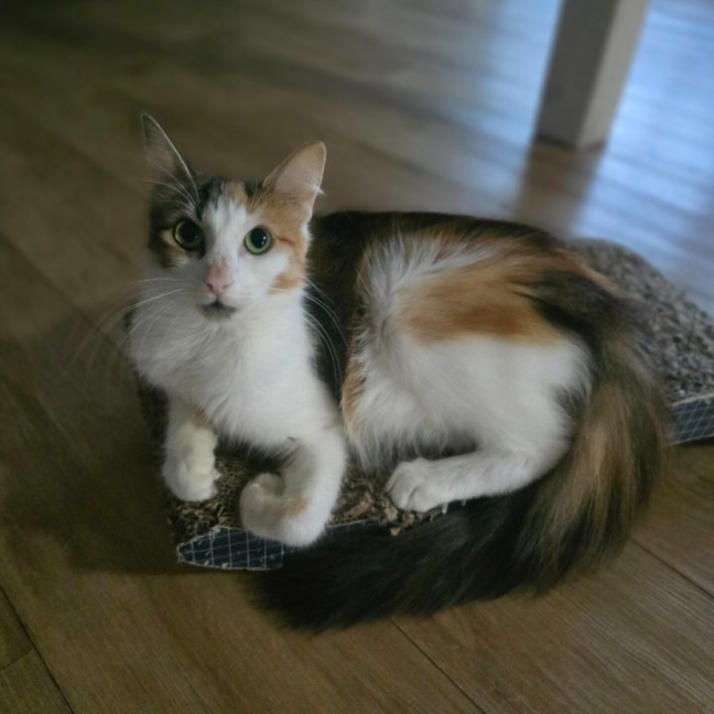 Photo of Primrose (Located In Wantirna South)