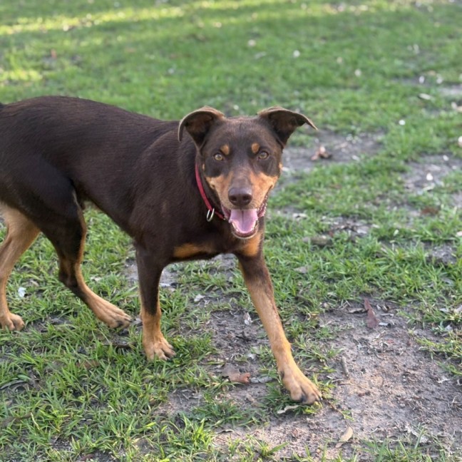 Photo of Digger