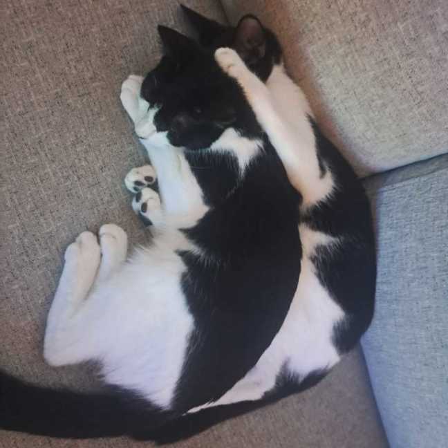 Photo of Rocky Road & Oreo