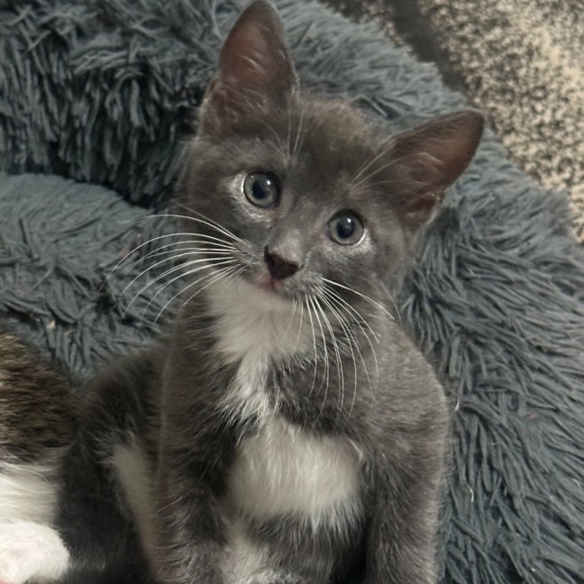 Photo of Grayson 🧵😽