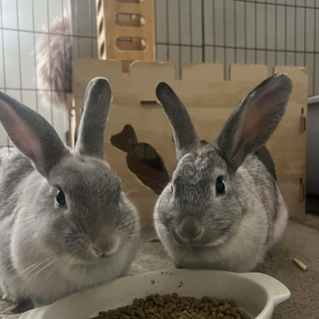 Photo of Jasmine And Josie