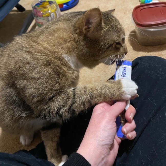 Photo of Bruce ** 2nd Chance Cat Rescue **