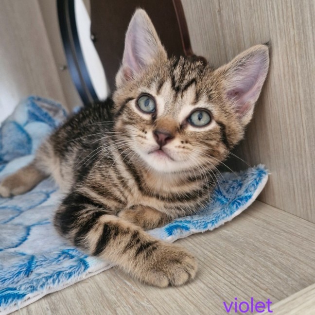 Photo of C1524 Violet