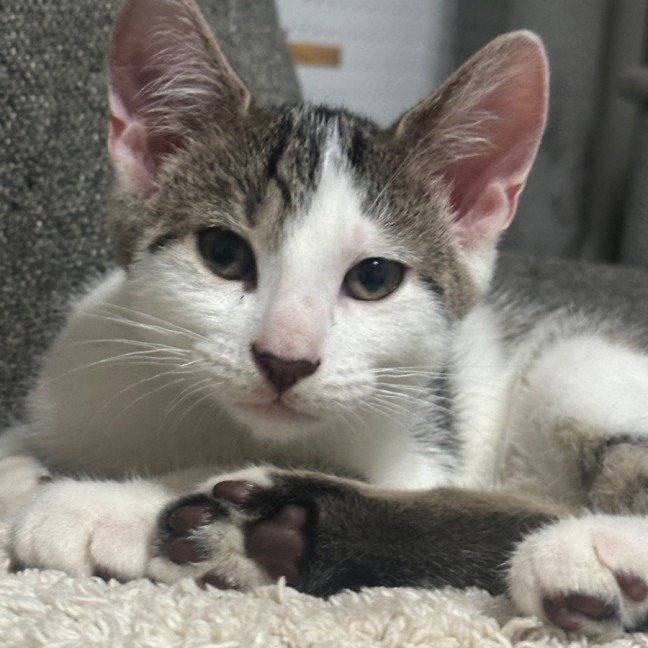 Photo of Nash 🐱🧵
