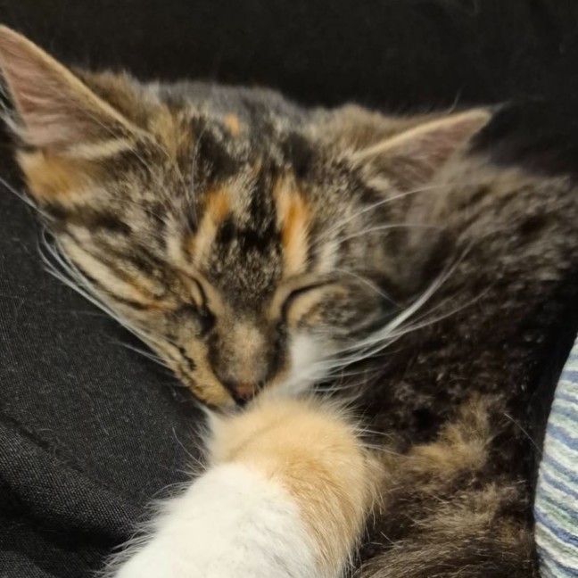 Photo of Cora *9 Lives Project Rescue*