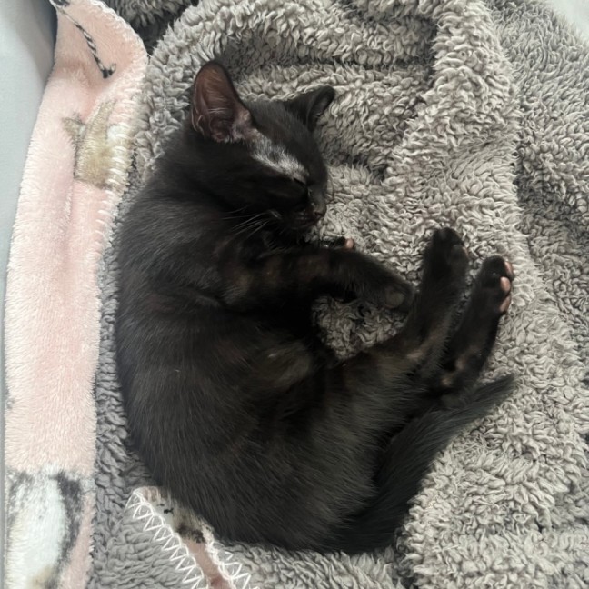Photo of Crumpet