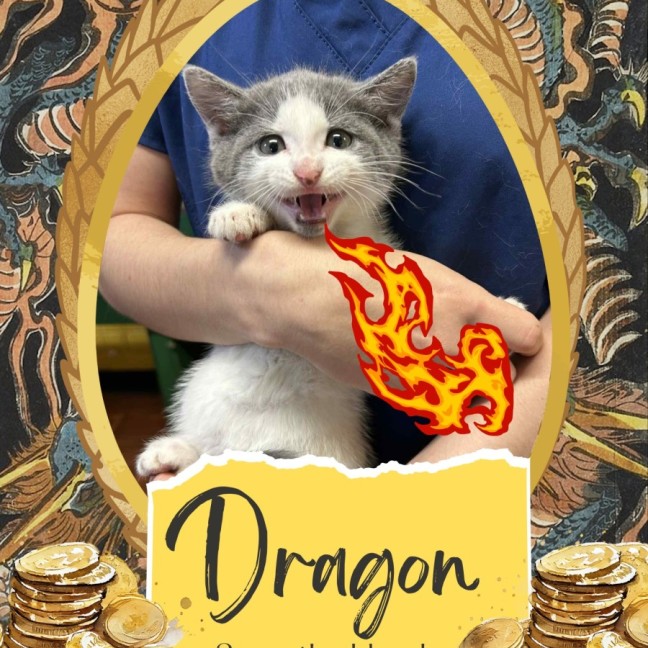 Photo of Dragon