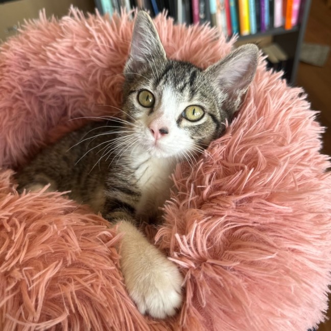 Photo of Polly