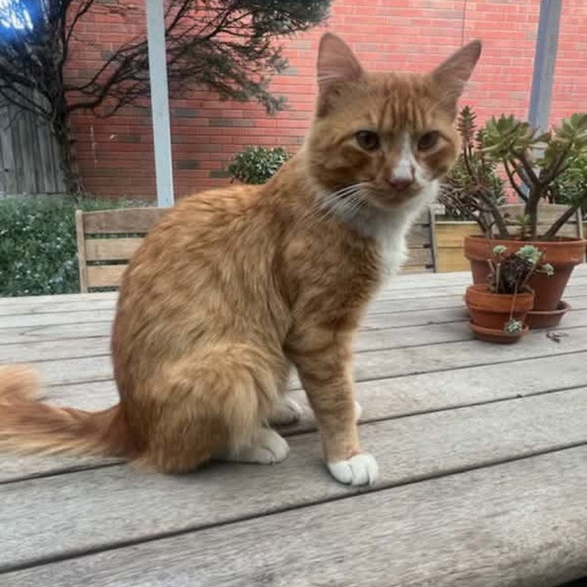 Photo of Foxy ** 2nd Chance Cat Rescue**