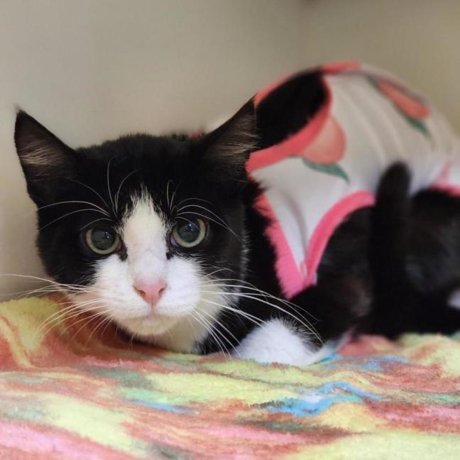 Photo of 🍭 Digby 6680 🍭