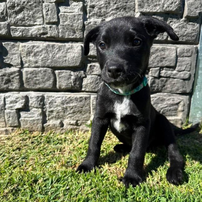 Photo of Dudley