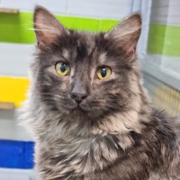 Photo of Poppy