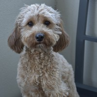 Photo of Mirra