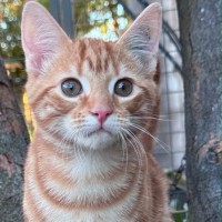 Photo of Sir Purrsalot 