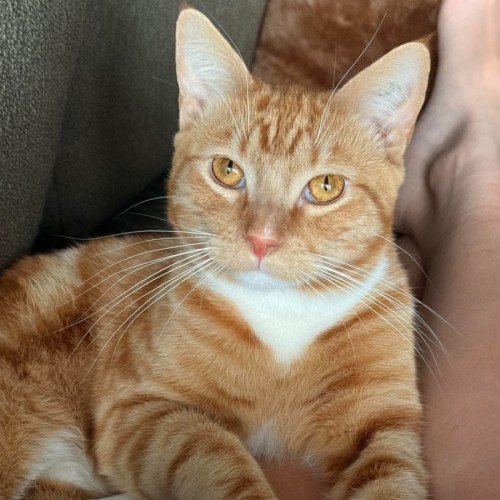 Jerry - Domestic Short Hair (DSH) Cat