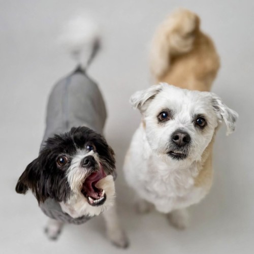 Bigo (F) & Bilo (M) - Maltese x Shih Tzu Dog