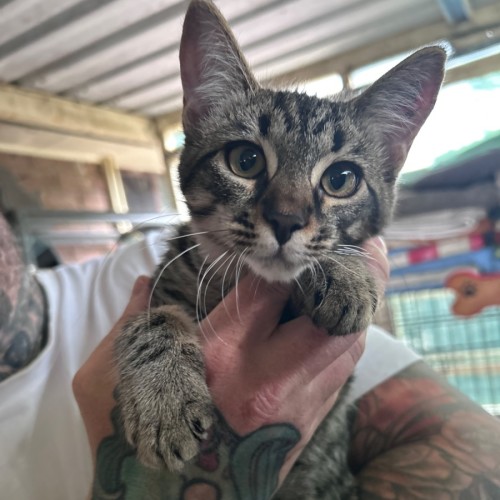 Aramis ⚔️  - Domestic Short Hair (DSH) Cat