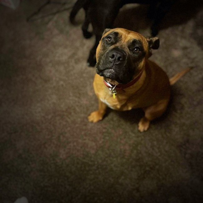 Photo of Artimus 
