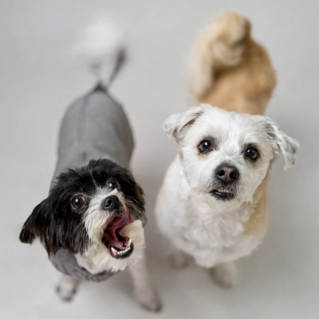Photo of Bigo (F) & Bilo (M)