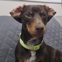 Photo of Choco