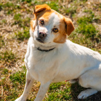 Photo of Milo