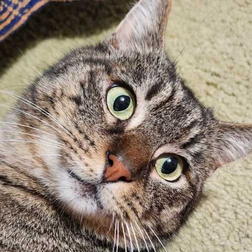 Morris 💙 - Domestic Short Hair (DSH) Cat