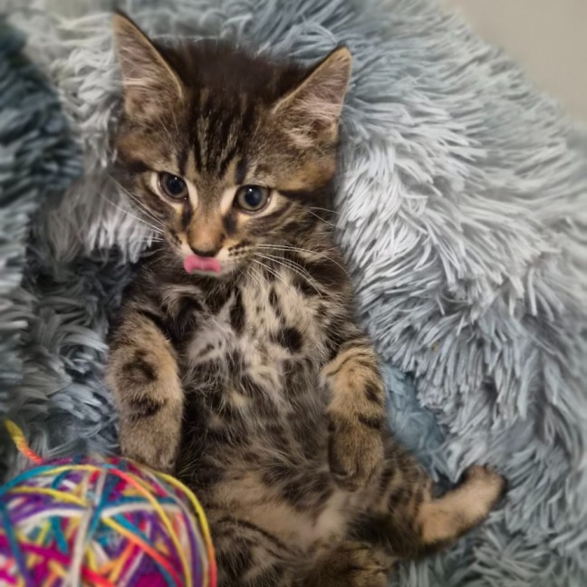 Photo of Tiger